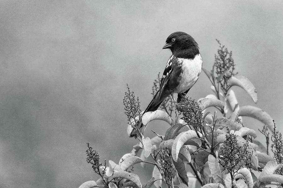 Black And White Wildlife Photography - Spotted Towhee Photograph