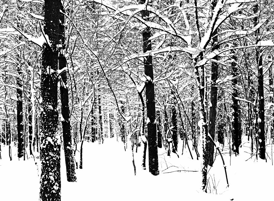 Black And White Winter Forest Photograph by Debbie Oppermann