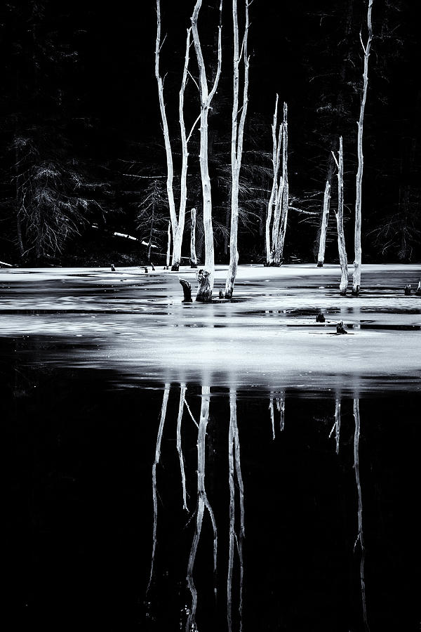 Black And White Winter Thaw Relections Photograph by Tom Singleton