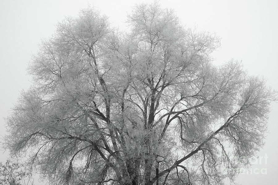 Black and White Winter Tree Photograph by Carol Groenen