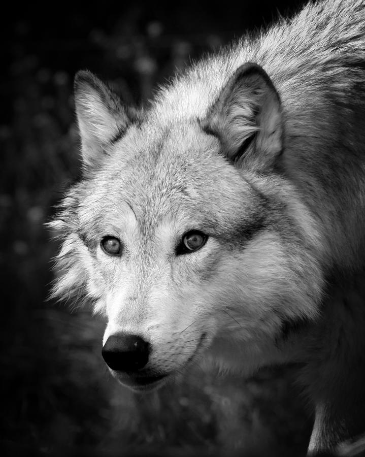 Black and White Wolf Photograph by Steve McKinzie