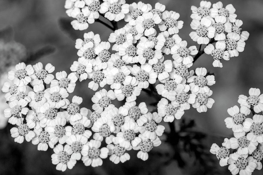 Black and White Yarrow Flower Photograph by Christina Rollo