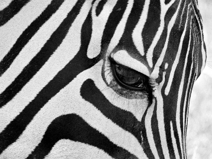 Black And White Photograph - Black And White Zebra Close Up by Pierre Leclerc Photography