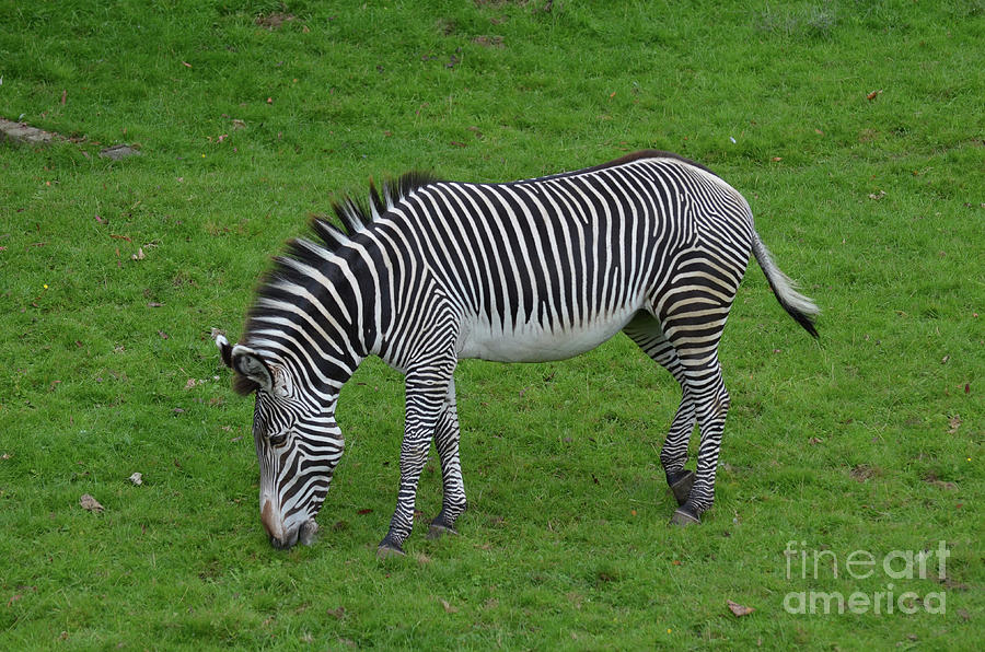 Black and White Zebra Eating Grass Photograph by DejaVu Designs