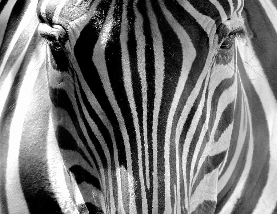 Black and White Zebra  Photograph by Lori Lafargue
