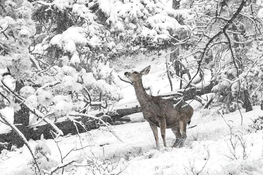 Black And White Mule Deer In Snow Photograph