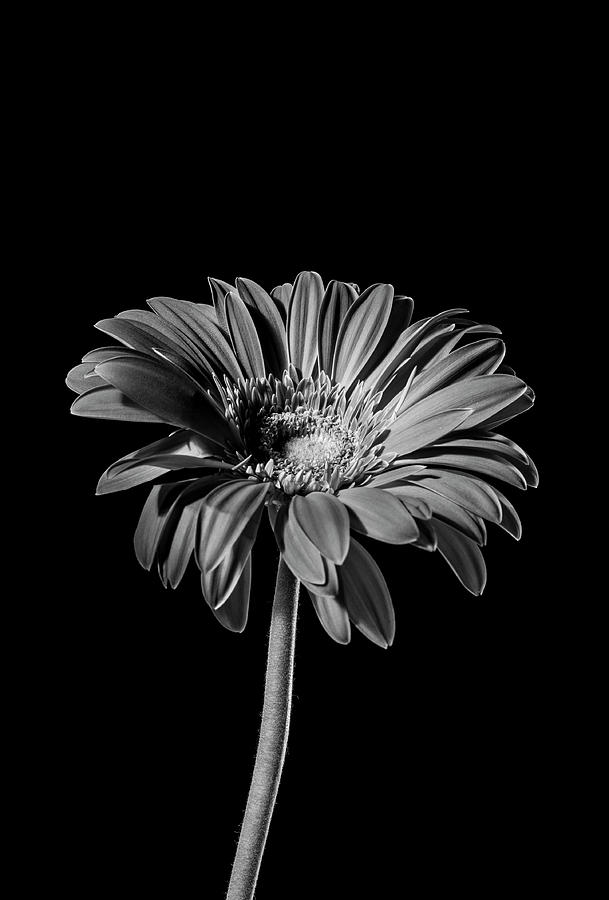 Black and Whiter Gerber Daisy Photograph by Erik Clegg - Fine Art America