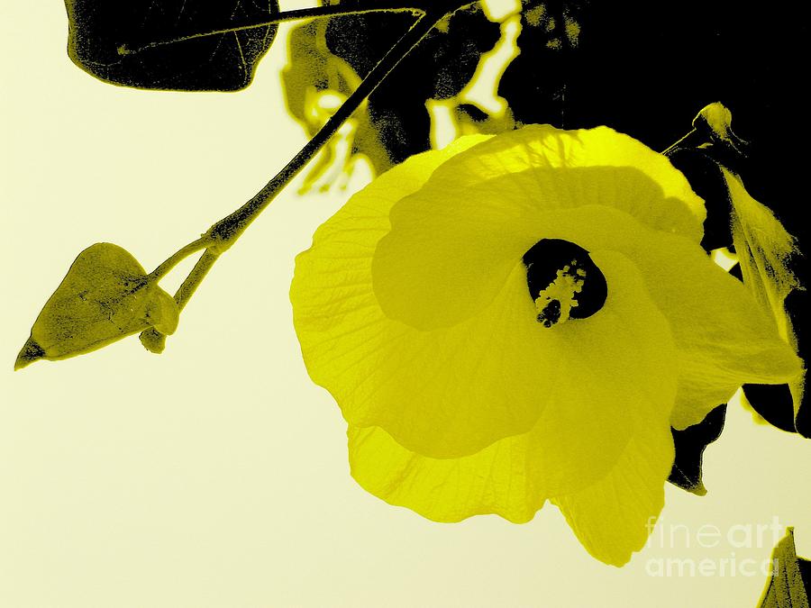 Flower Photograph - Black and yellow by Alejandro Mahias