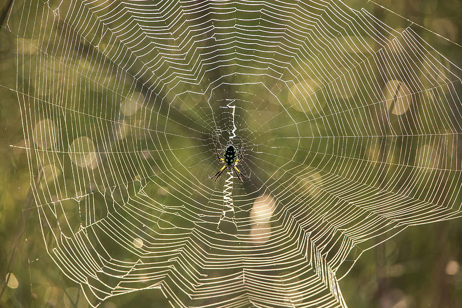 Black and Yellow Argiope Photograph by Ronnie Maum - Pixels