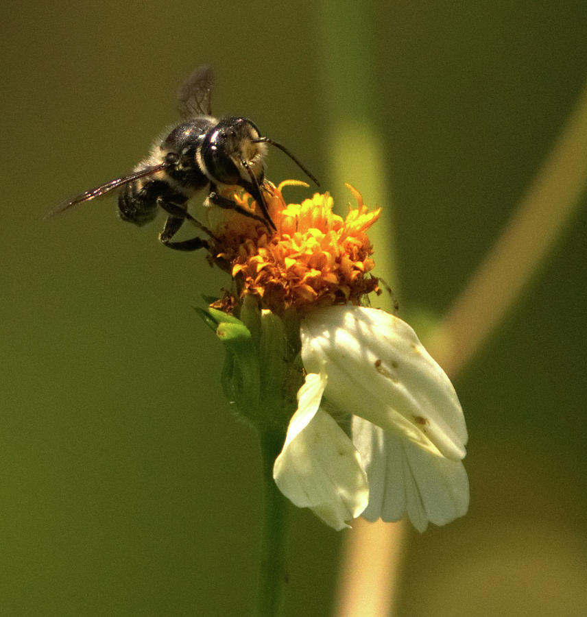Black and Yellow Bee Pollinating by Vincent Billotto Black and Yellow Bee Pollinating by Vincent Billotto
