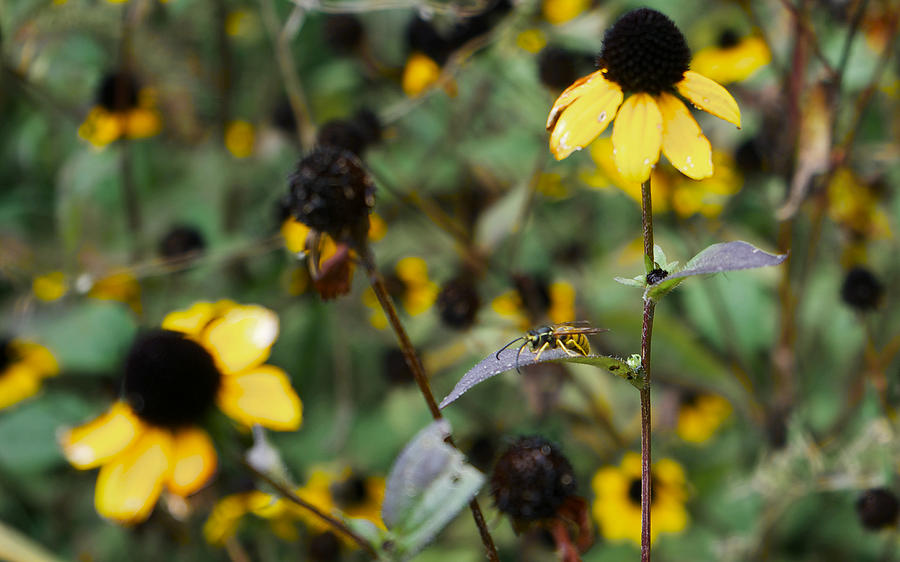 Black and Yellow Photograph by Brooke Bowdren