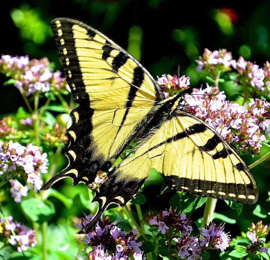 Black And Yellow Butterfly 2 Photograph By Danielle Sigmon 