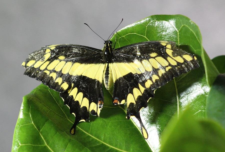 Black And Yellow Butterfly Photograph By Jean Barbour