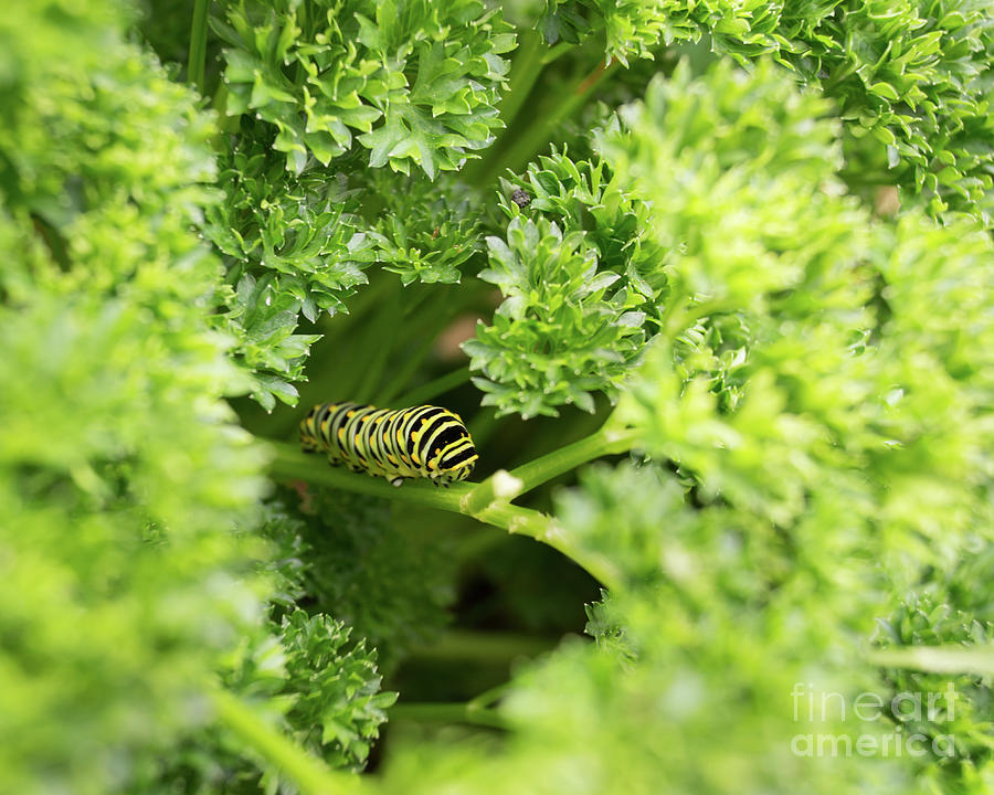 Black and Yellow Caterpillar in Parsley Photograph by MM Anderson