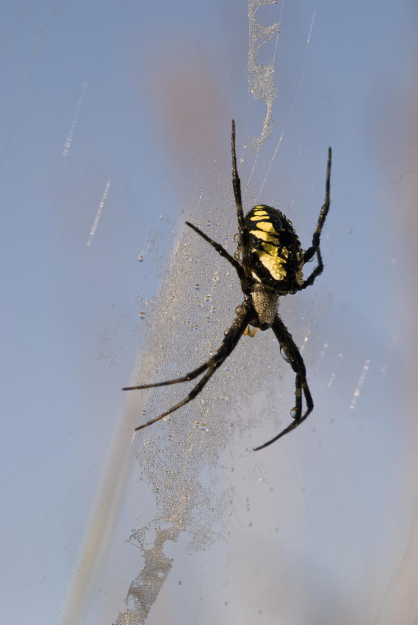 Black and Yellow Garden Spider Photograph by Robert Potts