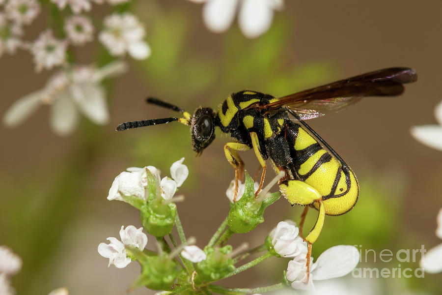 Black and yellow on Coriander Photograph by Shawn Jeffries