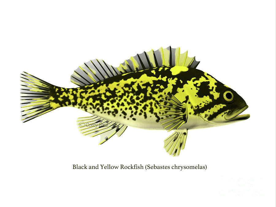 Black and Yellow Rochfish Digital Art by Corey Ford