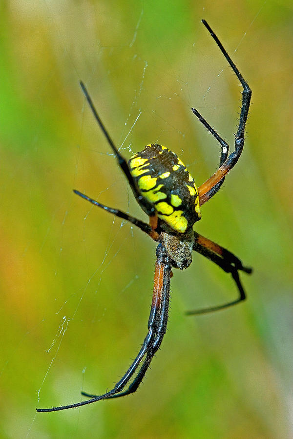 black-and-yellow-spider-floyd-hopper.jpg