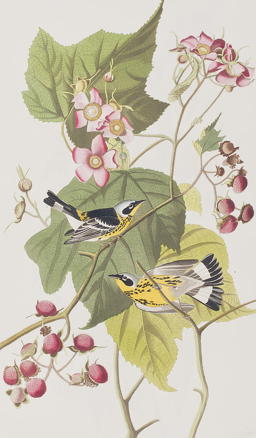 John James Audubon Painting - Black and Yellow Warblers by John James Audubon
