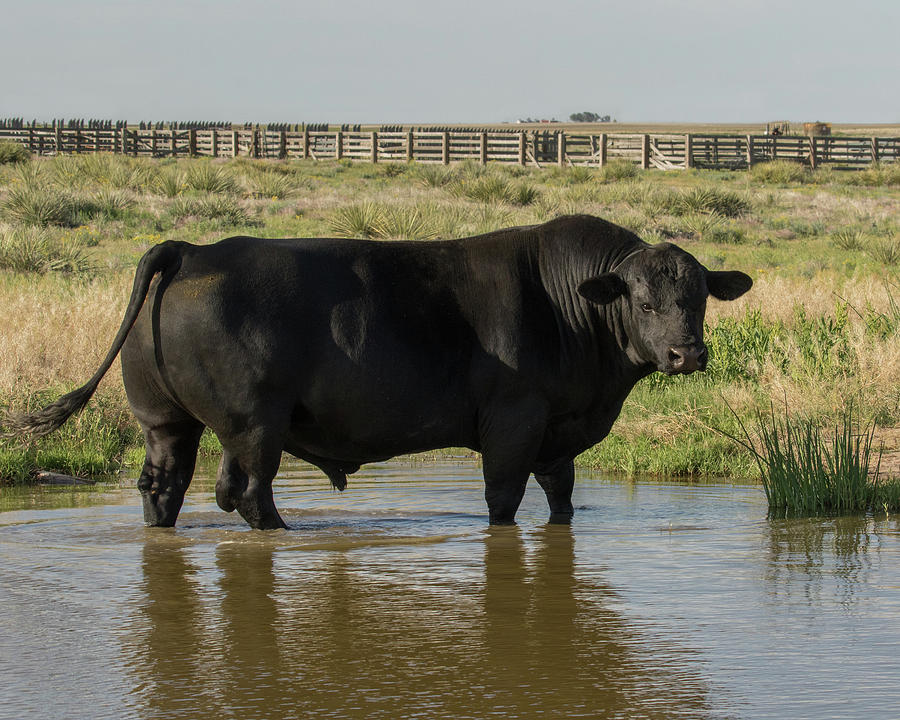Black Angus bull in the overflow pond Photograph by Lois Lake