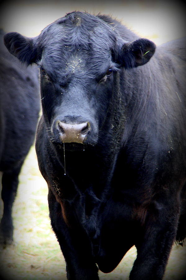 Black Angus Bull Photograph by Tam Graff