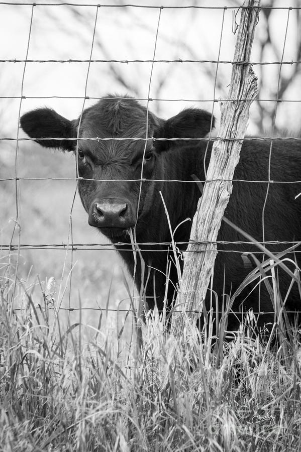 Black Angus Calf Photograph by Imagery by Charly