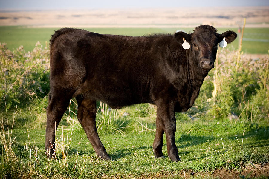 Black Angus Calf in Green Grassy Pasture Photograph by Cindy Singleton