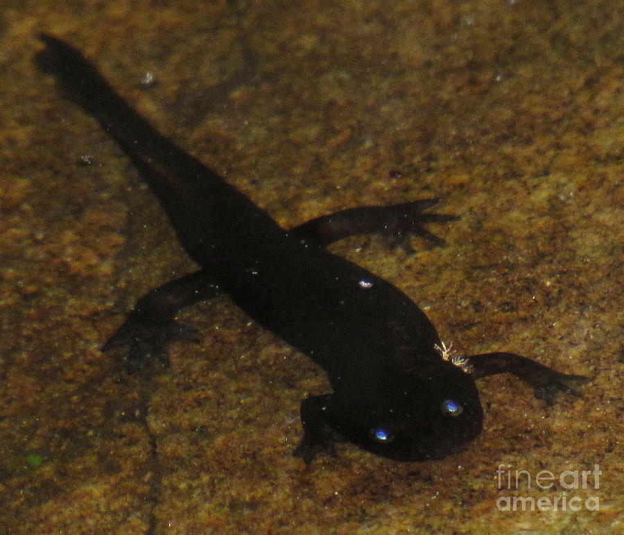 Black Aquatic Salamander Photograph by Joshua Bales