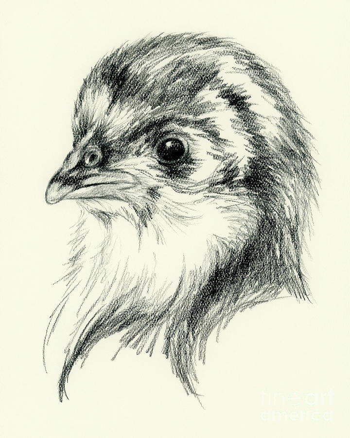 Black Australorp Chick in Charcoal Drawing by MM Anderson