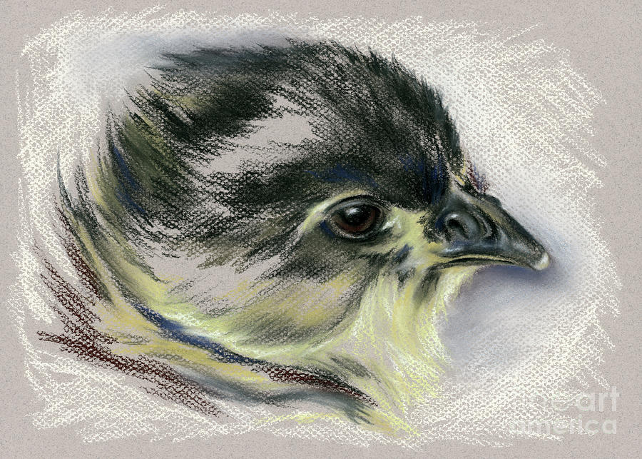 Black Australorp Chick Portrait Pastel by MM Anderson