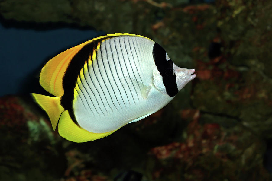 Black Backed Butterflyfish Photograph By Aivar Mikko