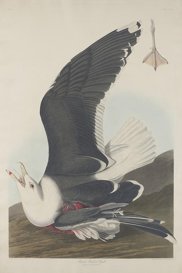 John James Audubon Drawing - Black-Backed Gull by Dreyer Wildlife Print Collections 