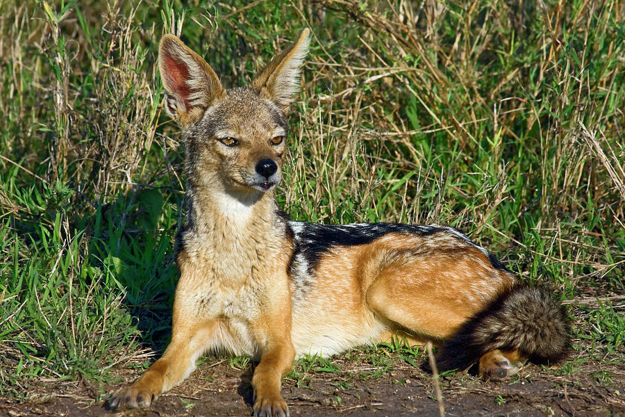 Black-backed Jackal Photograph by Sally Weigand