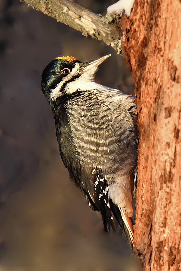Black-backed Woodpecker Photograph by Alan Lenk