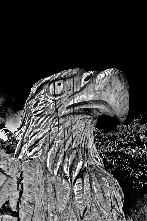 Black Background Eagle Photograph by Brian Sereda