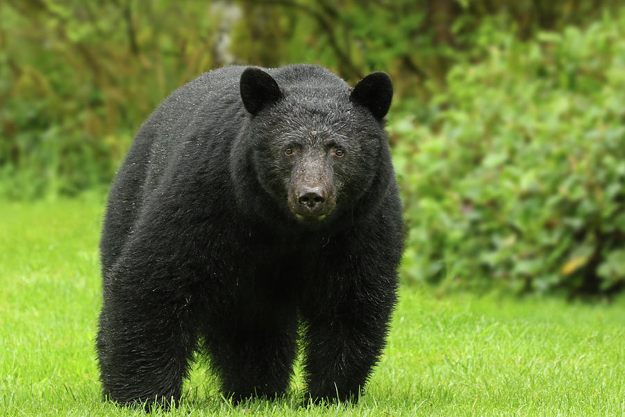 Black Backyard Bear Photograph by Inge Riis McDonald