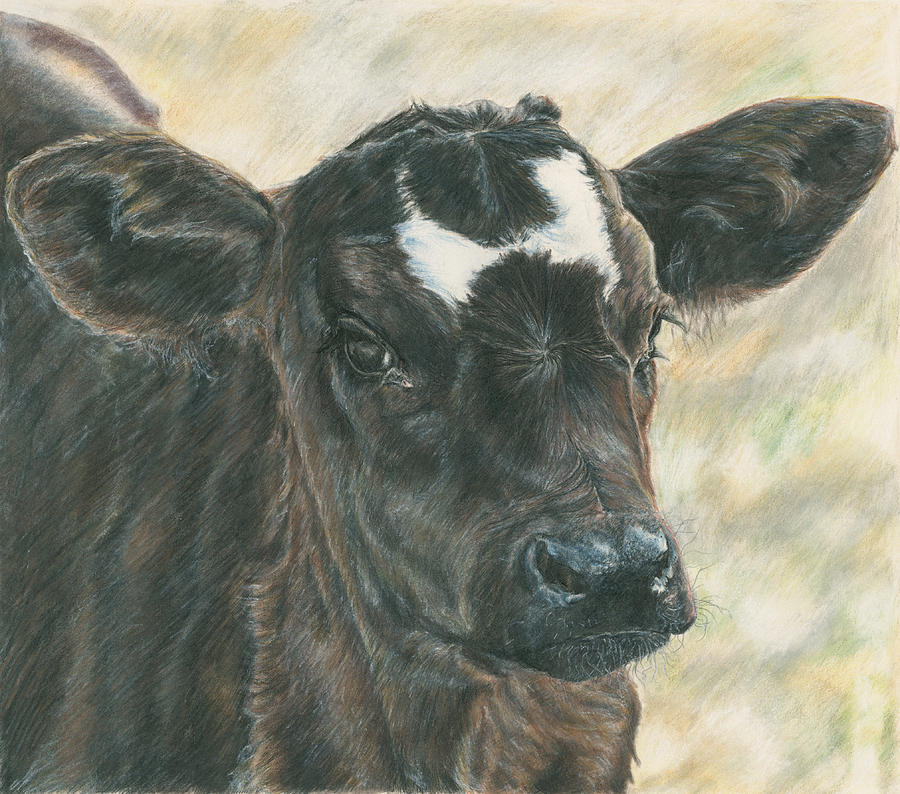 Black Baldy Calf Drawing by Tosha Wise