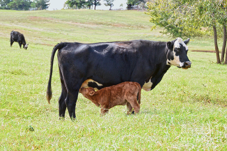 Black Baldy Cow With Nursing Calf Photograph