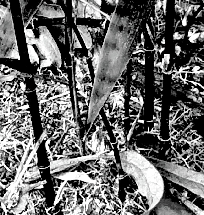 Black Bamboo Photograph