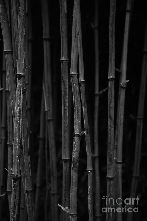 Black Bamboo Photograph by Timothy Johnson