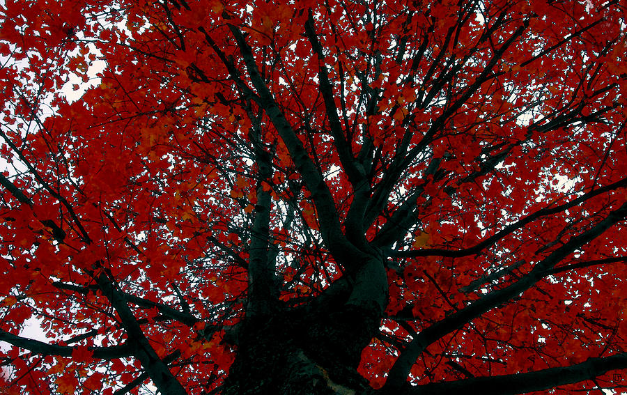Black bark red tree Painting by David Lee Thompson
