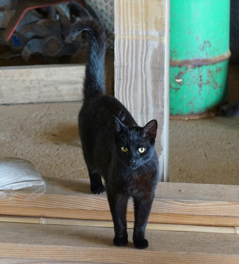 Halloween Photograph - Black Barn Cat by Southern Tradition
