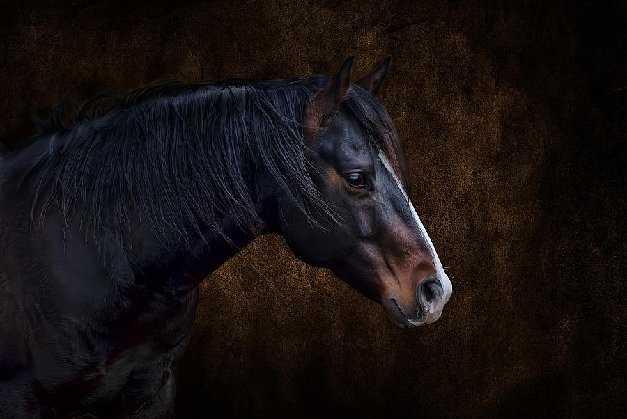 black quarter horse stallion