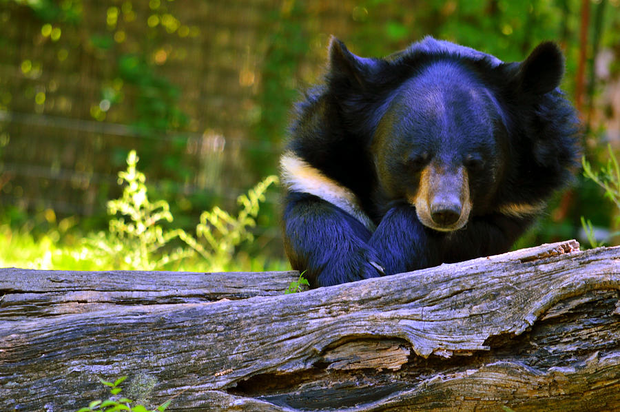 Black Bear @ Philadelphia Zoo Photograph by Srinivasan Venkatarajan