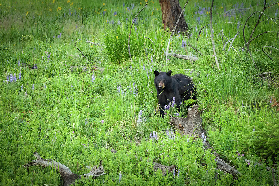 Black Bear #1 Photograph by C  Renee Martin