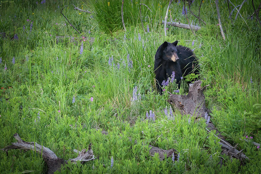 Black Bear #2 Photograph by C  Renee Martin