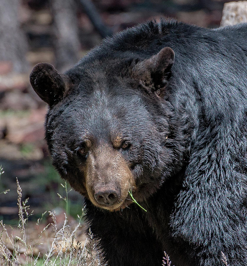 Black Bear 2 Photograph by Phil Abrams