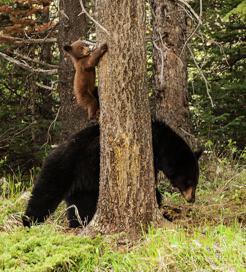 Black Bear And Cub Photograph by Bob Christopher