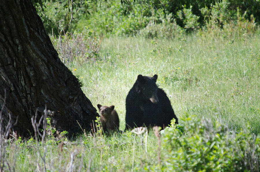 Black Bear and Cub Photograph by Crystal Wightman