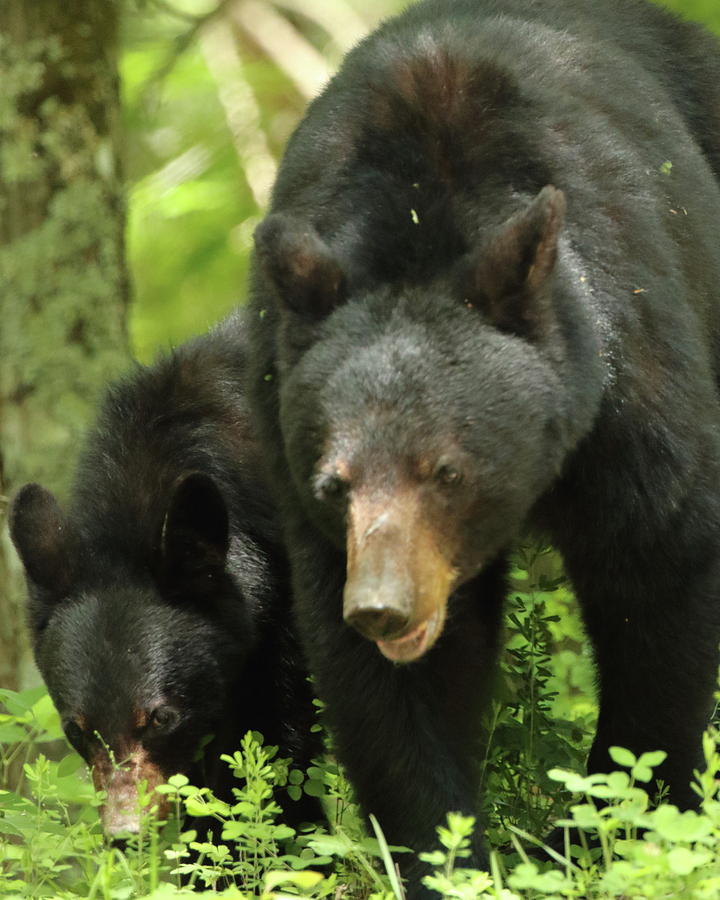 Black Bear and cub on ground Photograph by Coby Cooper